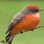 image of bird