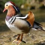 image of bird