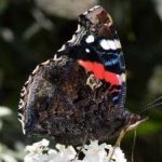 image of animal