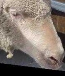 image of animal