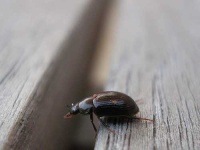 image of leaf_beetle