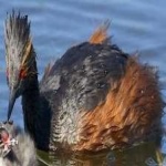 image of bird