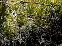 image of spider_web