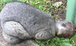 image of animal