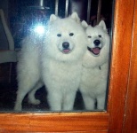 image of samoyed