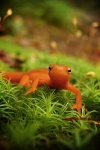 image of eft