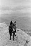 image of schipperke