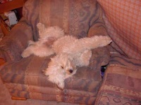 image of soft_coated_wheaten_terrier