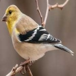 image of bird