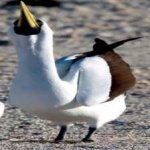 image of bird