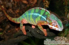 image of banded_gecko