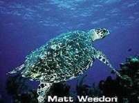 image of hawksbill