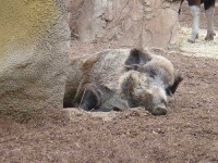image of wild_boar