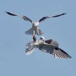 image of kite