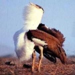 image of bird