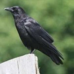 image of bird
