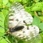 image of animal