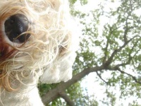 image of sealyham_terrier