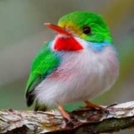 image of bird