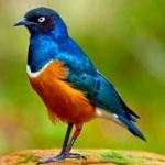 image of bird