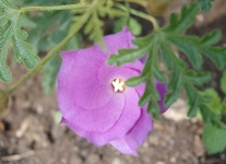 image of flower