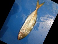 image of fish