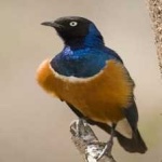 image of bird