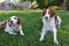 image of brittany_spaniel