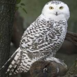image of bird