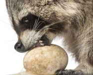 image of animal