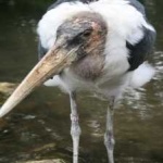 image of bird