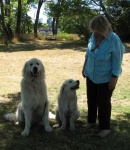 image of kuvasz