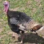 image of bird