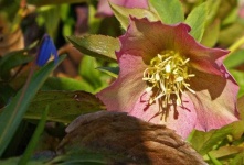 image of flower