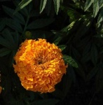 image of flower