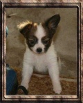 image of papillon