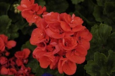 image of geranium #29