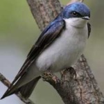 image of bird