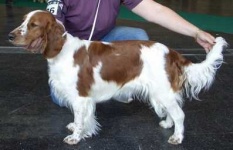 image of welsh_springer_spaniel