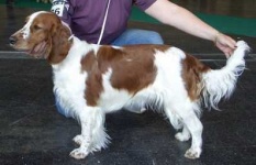 image of welsh_springer_spaniel #10