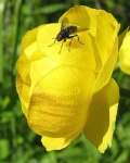 image of flower