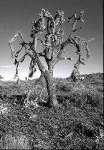 image of joshua_tree