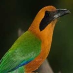 image of bird