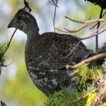 image of bird