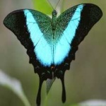 image of banded_butterfly #49