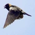 image of bird