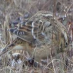 image of smiths_longspur #20