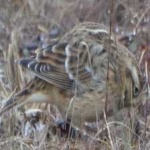 image of bird