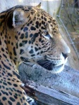 image of jaguar_car