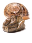 image of animal